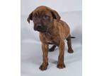 Adopt Oggie a Brindle Bullmastiff / Mixed Breed (Medium) / Mixed (short coat)
