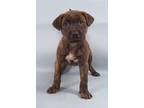 Adopt Olenna a Brindle Bullmastiff / Mixed Breed (Medium) / Mixed (short coat)