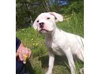 Adopt Creed - Local Puppy a American Pit Bull Terrier / Mixed dog in Barrington