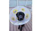 Adopt Powehi a Black Labrador Retriever / Golden Retriever / Mixed dog in