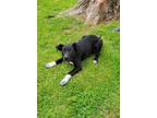 Adopt Tucker a Border Collie / Mixed dog in Granbury, TX (40993565)