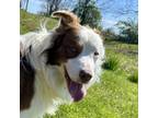 Adopt Charlie 5135 a Brown/Chocolate Australian Shepherd dog in Frankfort