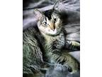 Adopt MEEKA - Offered by Owner - Young Abby-Tabby a Gray or Blue (Mostly)