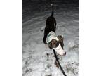 Adopt Ozzy a Brindle - with White American Pit Bull Terrier / Mixed dog in