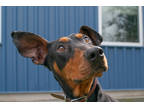 Adopt Arrow a Black Doberman Pinscher / Mixed Breed (Medium) / Mixed (short