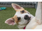 Adopt Chardonnay a White Labrador Retriever / Mixed Breed (Medium) / Mixed