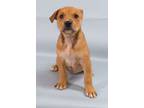 Adopt Oberon a Brindle Bullmastiff / Mixed Breed (Medium) / Mixed (short coat)