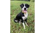 Adopt Tyson a Black - with White Border Collie / Mixed dog in Maysville