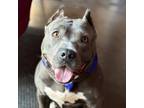 Adopt Mama a Gray/Blue/Silver/Salt & Pepper American Staffordshire Terrier /