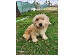 Adopt Lola a White - with Brown or Chocolate Cockapoo / Cockapoo / Mixed dog in