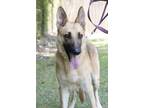Adopt Seamus a Red/Golden/Orange/Chestnut - with Black German Shepherd Dog /