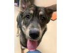 Adopt Tippy-Taps a Merle Alaskan Klee Kai / Mixed Breed (Medium) / Mixed (short