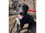 Adopt Odie a Black Labrador Retriever / Australian Cattle Dog / Mixed (short