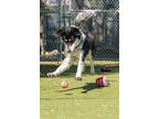 Adopt Tony a Black Australian Shepherd / Husky / Mixed (short coat) dog in Santa