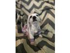 Adopt Lumi a Tan/Yellow/Fawn Terrier (Unknown Type, Small) / Mixed dog in
