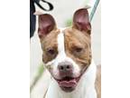 Adopt DIOR a Brown/Chocolate - with White American Pit Bull Terrier / Mixed dog