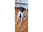 Adopt Ted E. Bear a Tricolor (Tan/Brown & Black & White) Rat Terrier / Mixed dog