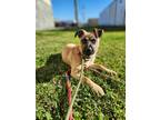 Adopt Chestnut a Black Mouth Cur / Mixed dog in New Orleans, LA (40626293)