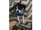 Adopt Bindi a White - with Black Terrier (Unknown Type, Small) / Mixed dog in