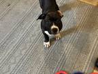 Adopt Poet a Black - with White Boxer / Staffordshire Bull Terrier / Mixed dog