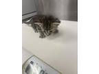 Adopt Kendall a Brown Tabby Domestic Shorthair / Mixed Breed (Medium) / Mixed