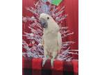 Adopt Peaches a Cockatoo bird in Brea, CA (41359634)