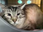 Adopt Eeyore a Brown Tabby Siamese (short coat) cat in CLEVELAND, OH (41443850)