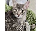 Adopt Small Fry 4312 a Domestic Shorthair / Mixed cat in Vista, CA (41275064)