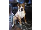 Adopt Karl a Red/Golden/Orange/Chestnut - with White Staffordshire Bull Terrier