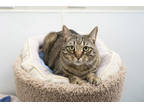 Adopt Sadie a Brown Tabby Domestic Shorthair / Mixed Breed (Medium) / Mixed