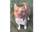 Adopt Cash a Tan/Yellow/Fawn American Pit Bull Terrier / Mixed Breed (Medium) /