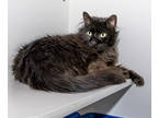 Adopt Reginald a All Black Maine Coon / Mixed Breed (Medium) / Mixed (short