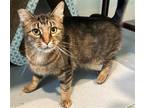 Adopt Allegra a Brown Tabby Domestic Shorthair / Mixed (short coat) cat in