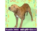 Adopt Franklin a Red/Golden/Orange/Chestnut - with White Labrador Retriever /