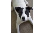 Adopt Diamond a Black Pointer / Mixed Breed (Medium) / Mixed (short coat) dog in