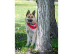 Adopt Titus a Brown/Chocolate German Shepherd Dog / Mixed Breed (Medium) / Mixed