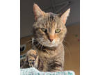 Adopt Mattie a Brown Tabby Domestic Shorthair / Mixed Breed (Medium) / Mixed