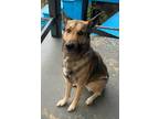 Adopt Milo a Black - with Tan, Yellow or Fawn German Shepherd Dog / Basset Hound