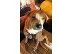 Adopt Kobe a Tan/Yellow/Fawn - with White Labrador Retriever / Mutt / Mixed dog
