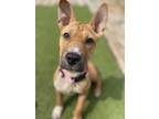 Adopt Cutie Pie a Red/Golden/Orange/Chestnut Shar Pei / Terrier (Unknown Type