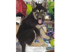 Adopt Narfi a Black - with Tan, Yellow or Fawn German Shepherd Dog / Husky /
