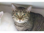 Adopt Hazel a Brown Tabby Domestic Shorthair / Mixed Breed (Medium) / Mixed