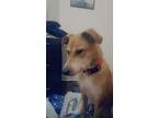 Adopt Roxas a Tan/Yellow/Fawn Carolina Dog / Pharaoh Hound / Mixed dog in