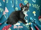 Adopt Bobby a Black & White or Tuxedo American Shorthair / Mixed (short coat)