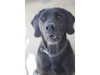 Adopt Marley a Black Labrador Retriever / Mixed Breed (Medium) / Mixed (short