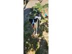 Adopt Callie a Black - with White Border Collie / Terrier (Unknown Type