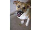 Adopt Duke a Tan/Yellow/Fawn Australian Cattle Dog / Mixed Breed (Medium) /