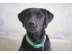 Adopt Smokey a Black Labrador Retriever / Mixed Breed (Medium) / Mixed (short