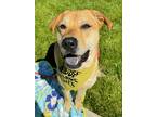 Adopt Huey a Tan/Yellow/Fawn Golden Retriever / Mixed Breed (Medium) / Mixed