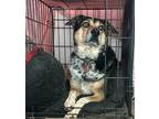 Adopt Abby a Brown/Chocolate - with White Collie / Mixed dog in St George